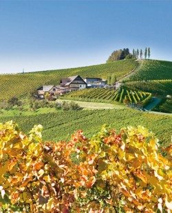 Foto Weingut Tschermonegg Wohnen beim Wein