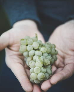 Foto Weingut Lackner Tinnacher