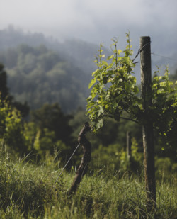 Foto Weingut Jaunegg