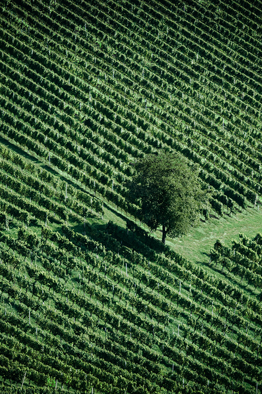 Weingut Tement