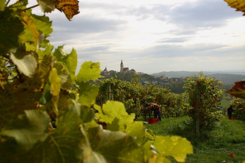 Ausblick vom Weingut Neumeister Richtung Straden