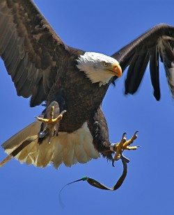 Foto Greifvogelwarte Riegersburg