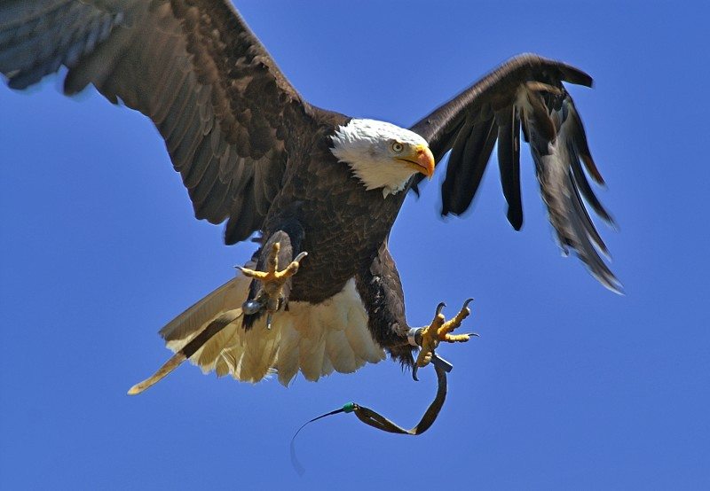 Flugvorführung Greifvogelwarte Riegersburg