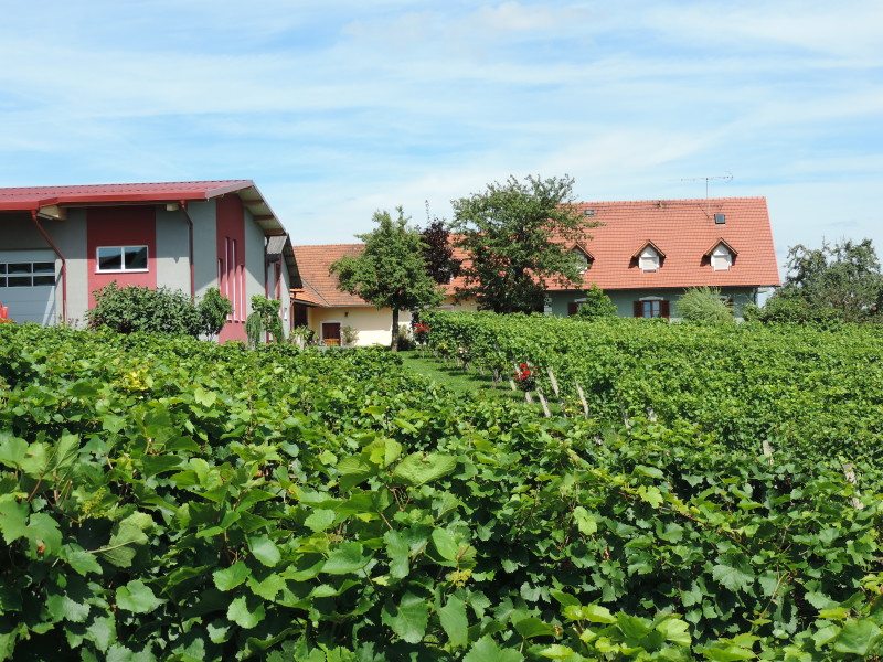 Blick auf den Weinhof Ulrich