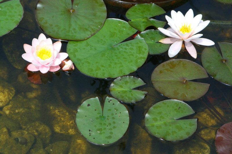 Teich im Mühlenhofgarten der Berghofer Mühle