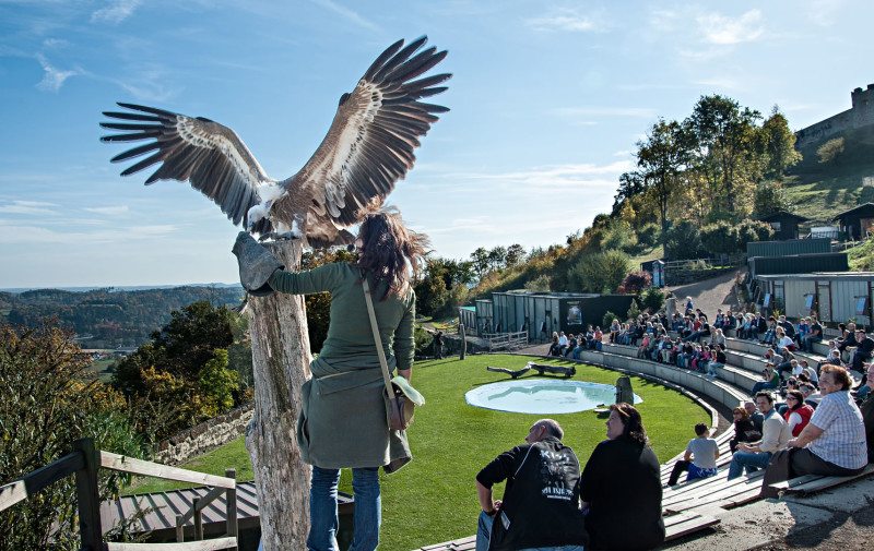 Flugvorführung Greifvogelwarte Riegersburg