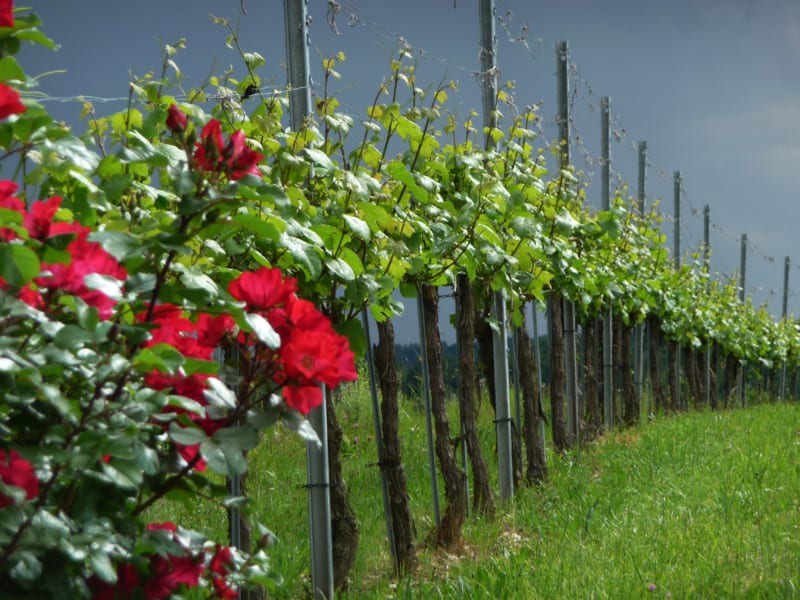 Wein und Rosenstock der Winzerei Eibel