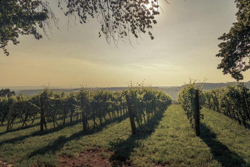 Weingarten Weingut Gollenz