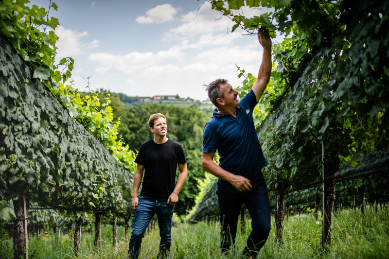 Im Weingarten, Weingut Pfeifer