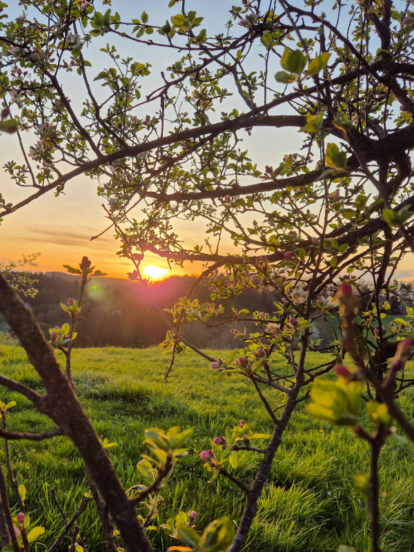 Sonnenuntergang hinter den bewaldeten Hügeln des Vulkanlandes