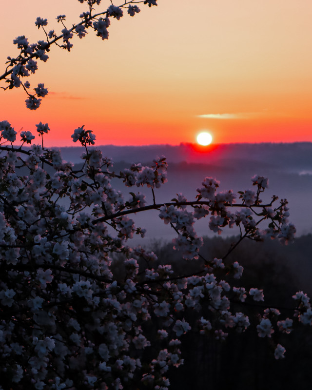 Blühender Apfelbaum im Sonnenuntergang