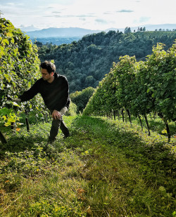 Foto Gerngross Weingut & Buschenschank